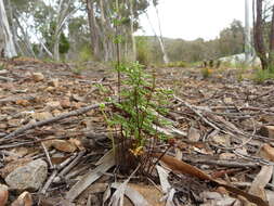 Image of Cheilanthes austrotenuifolia H. M. Quirk & T. C. Chambers