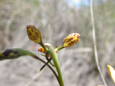 صورة Diuris semilunilata