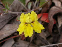 Image of Goodenia hederacea Sm.