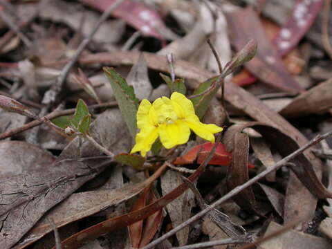 Image of Goodenia hederacea Sm.