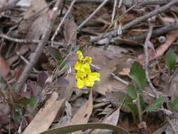 Image of Goodenia hederacea Sm.