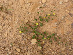 Image of Goodenia hederacea Sm.