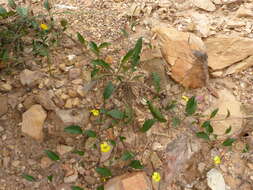 Image of Goodenia hederacea Sm.