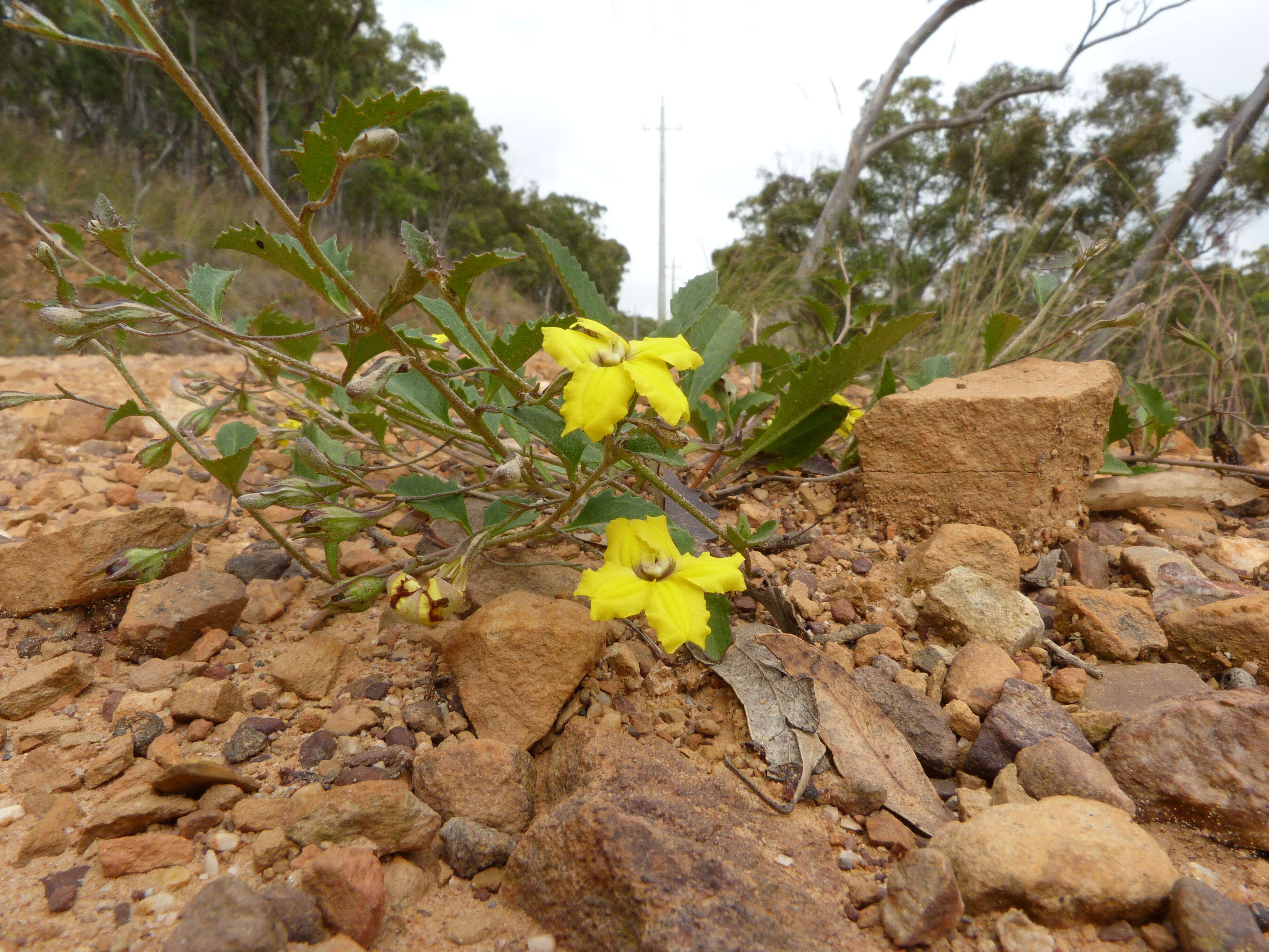 Image of Goodenia hederacea Sm.