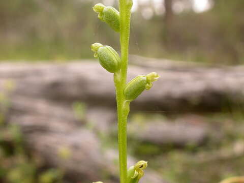 Image of Common onion orchid