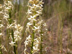 Image of Stackhousia monogyna Labill.