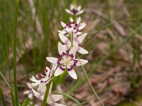 Image of Common Early Nancy