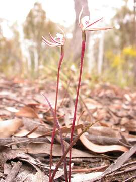 Image de Caladenia fuscata (Rchb. fil.) M. A. Clem. & D. L. Jones