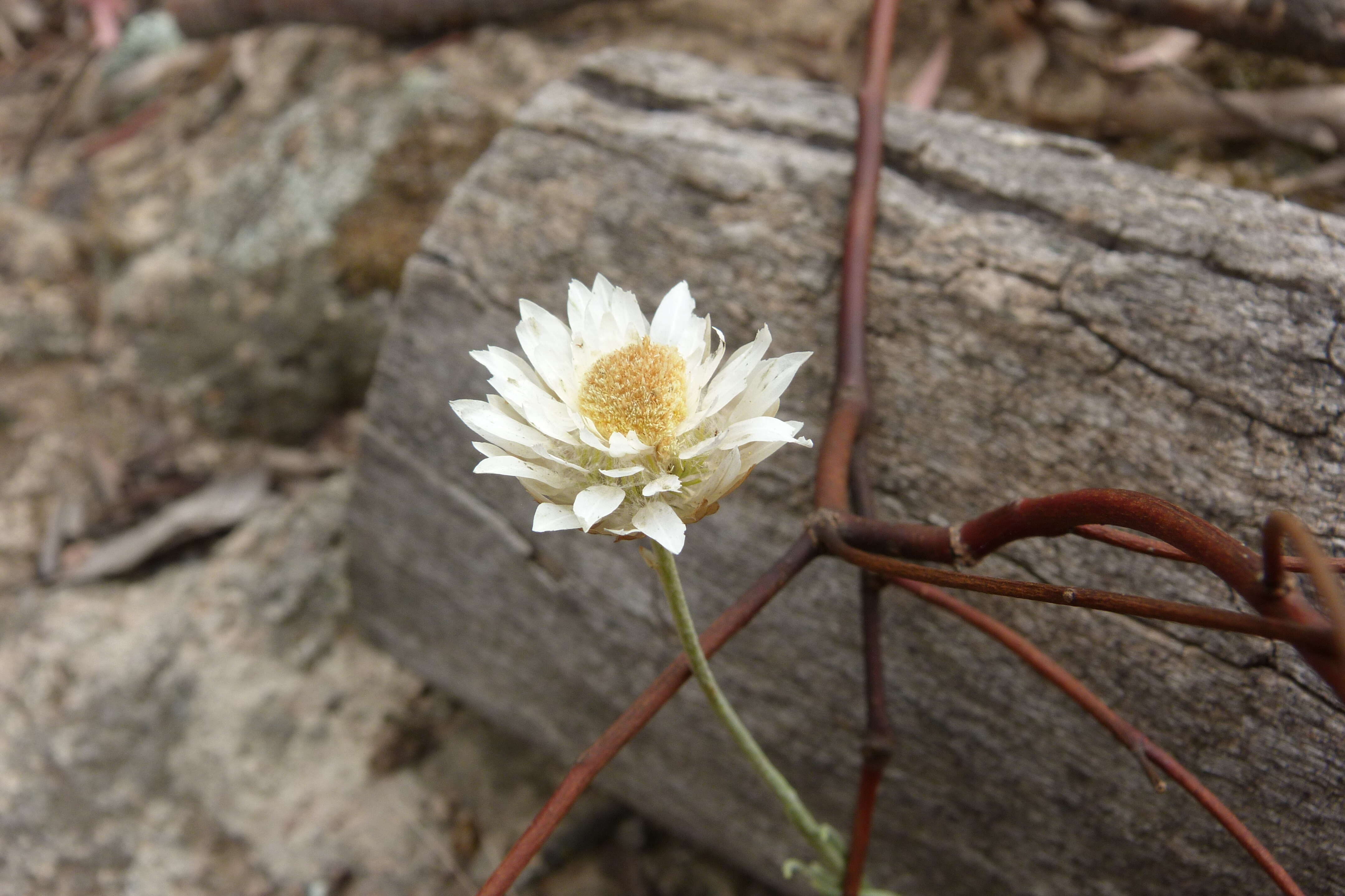 Image of Leucochrysum albicans (A. Cunn.) P. G. Wilson