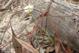 Слика од Leucochrysum albicans (A. Cunn.) P. G. Wilson