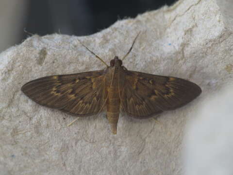 Image of Grass webworm