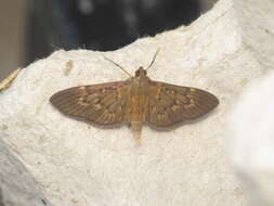 Image of Grass webworm