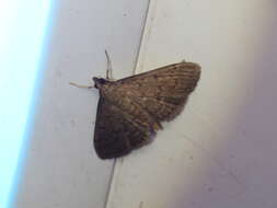 Image of Grass webworm