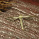 Imagem de Pterophorus albidus