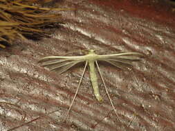 Imagem de Pterophorus albidus