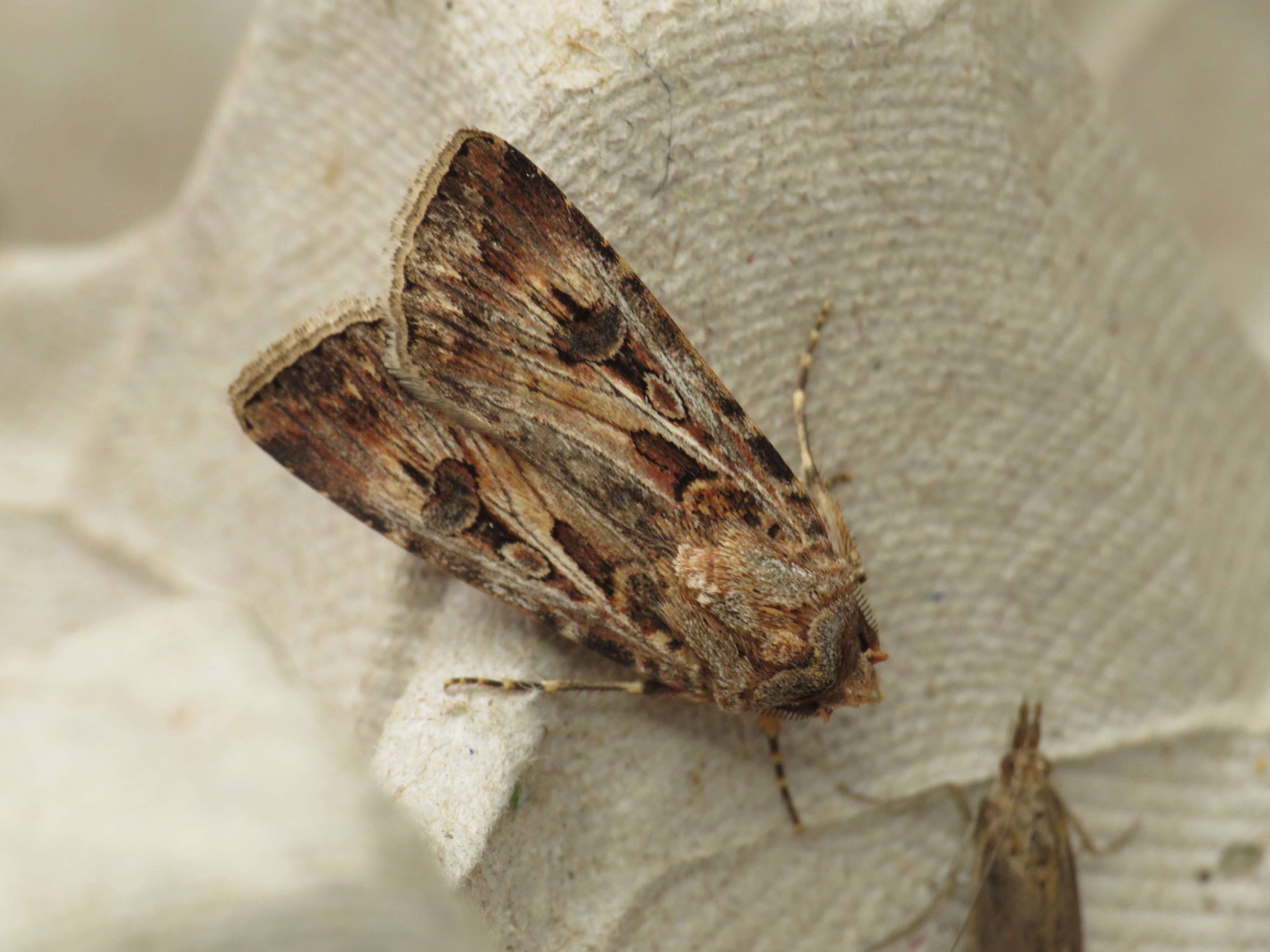 Image of Agrotis munda Walker 1856