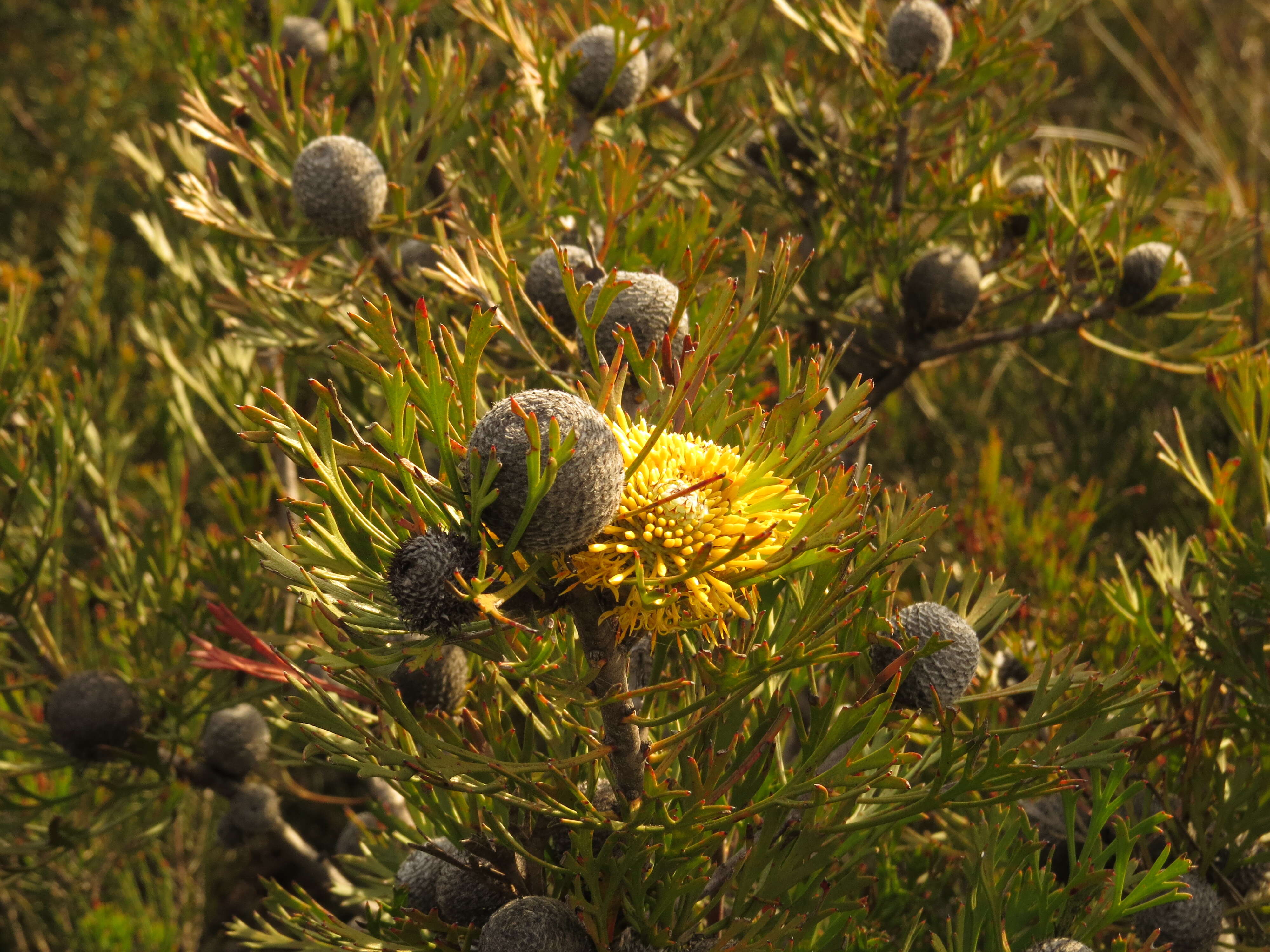 Image of Isopogon anemonifolius (Salisb.) Knight