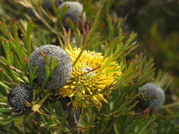 Image of Isopogon anemonifolius (Salisb.) Knight