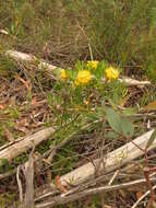 Image of Isopogon anemonifolius (Salisb.) Knight