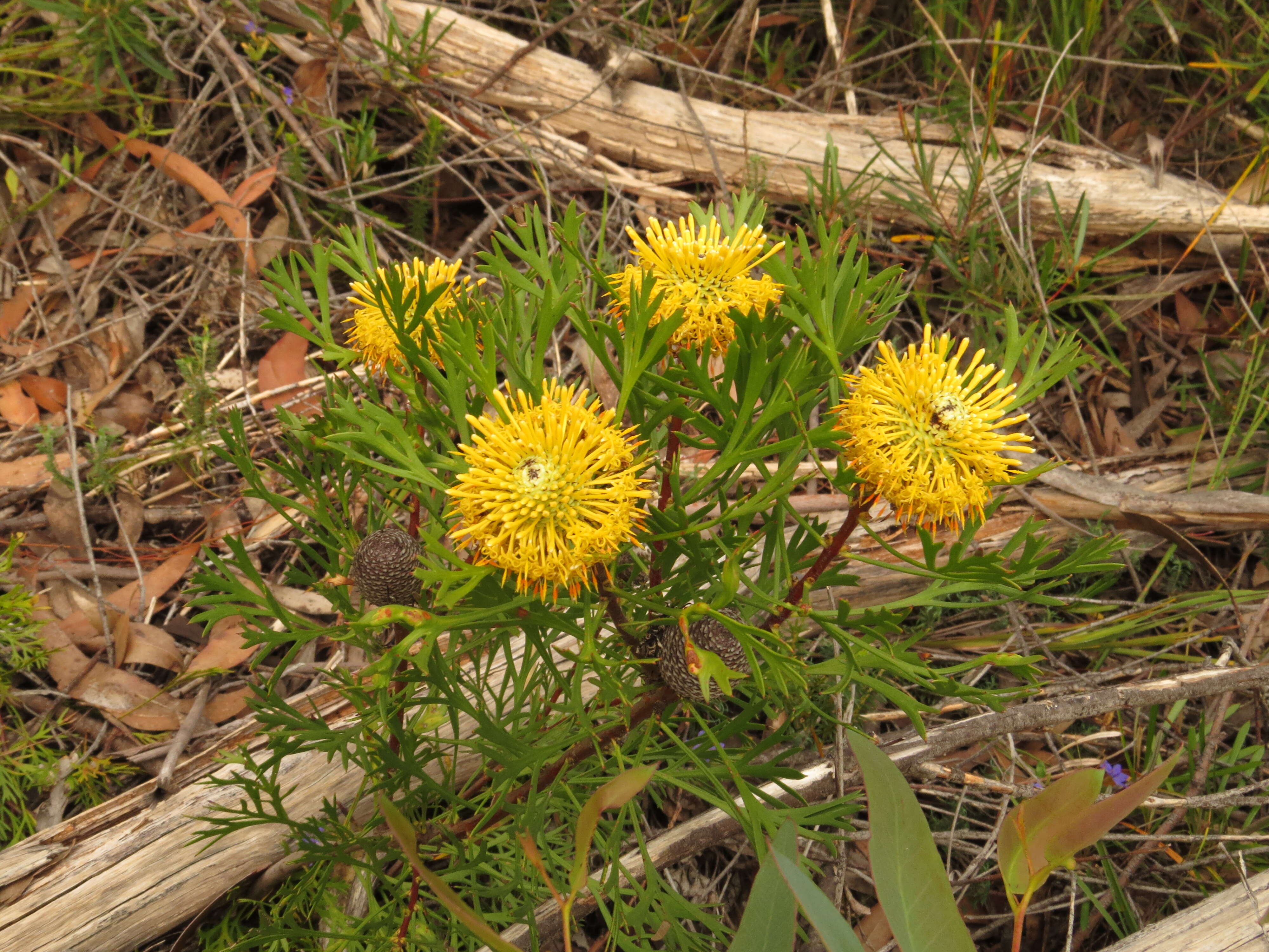 Image of Isopogon anemonifolius (Salisb.) Knight