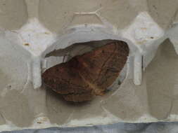 Anthela repleta (Walker 1855)的圖片