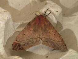 Anthela repleta (Walker 1855)的圖片