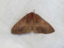 Anthela repleta (Walker 1855)的圖片