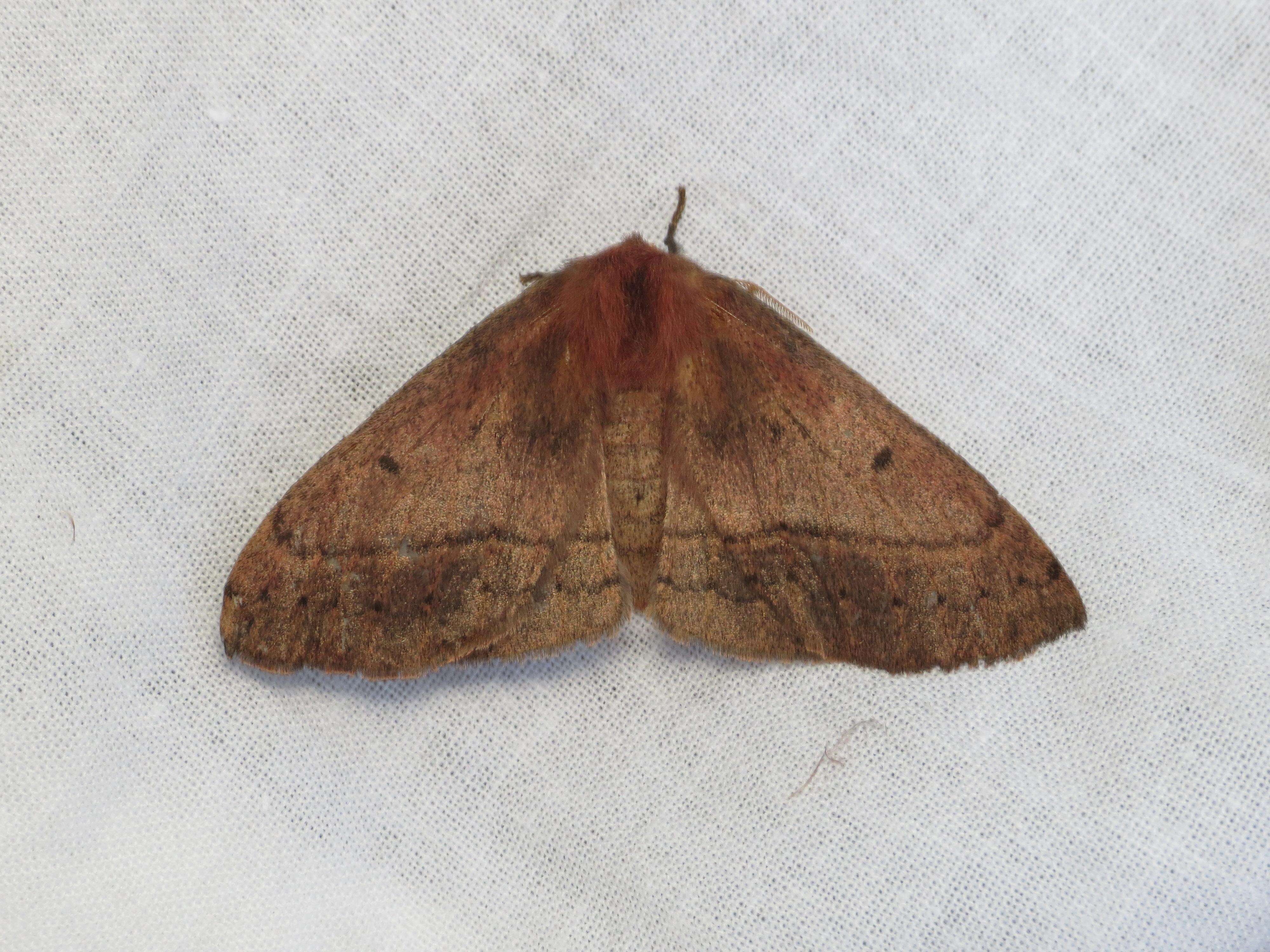 Anthela repleta (Walker 1855)的圖片