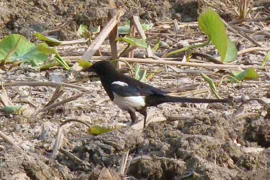 Image of Oriental Magpie