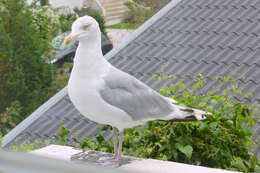 Image of European Herring Gull