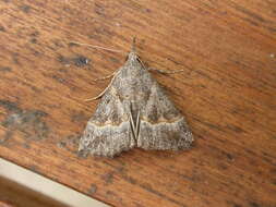 Image of Moth