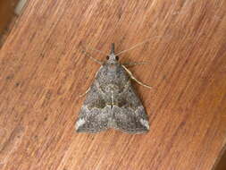 Image of Moth