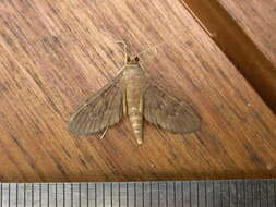 Image of Grass webworm