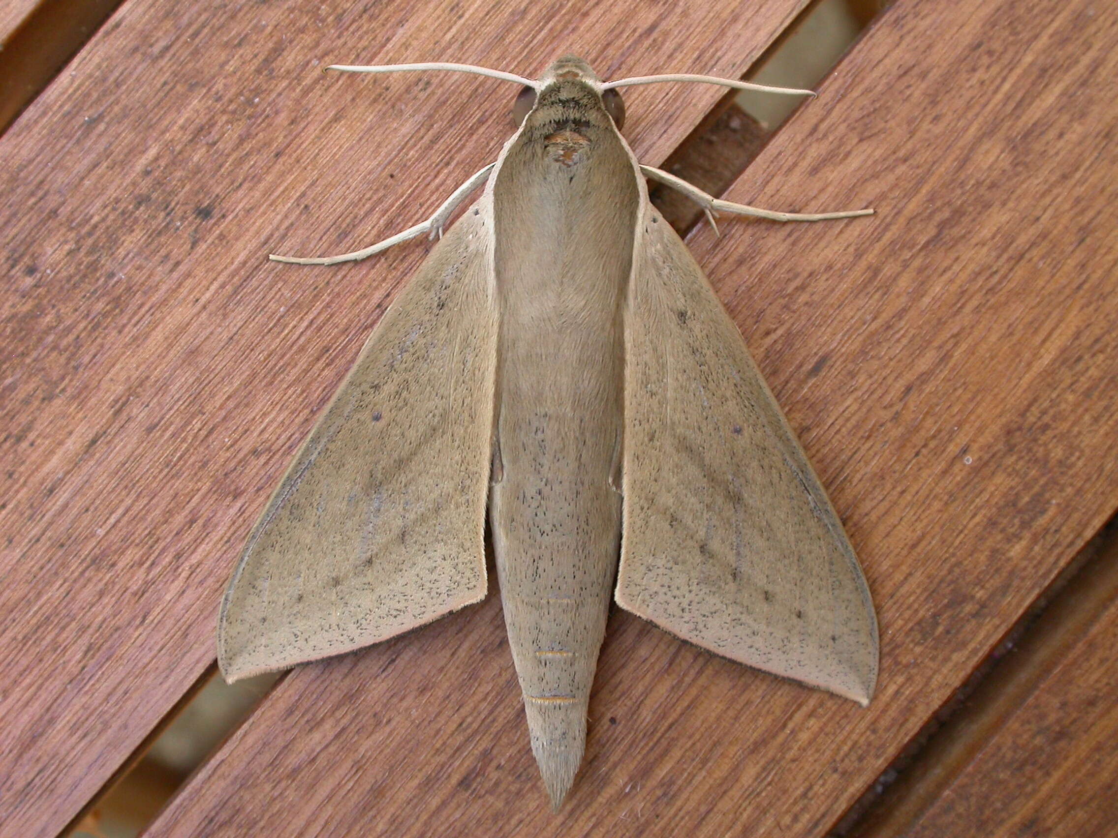 Image of Pale Brown Hawkmoth
