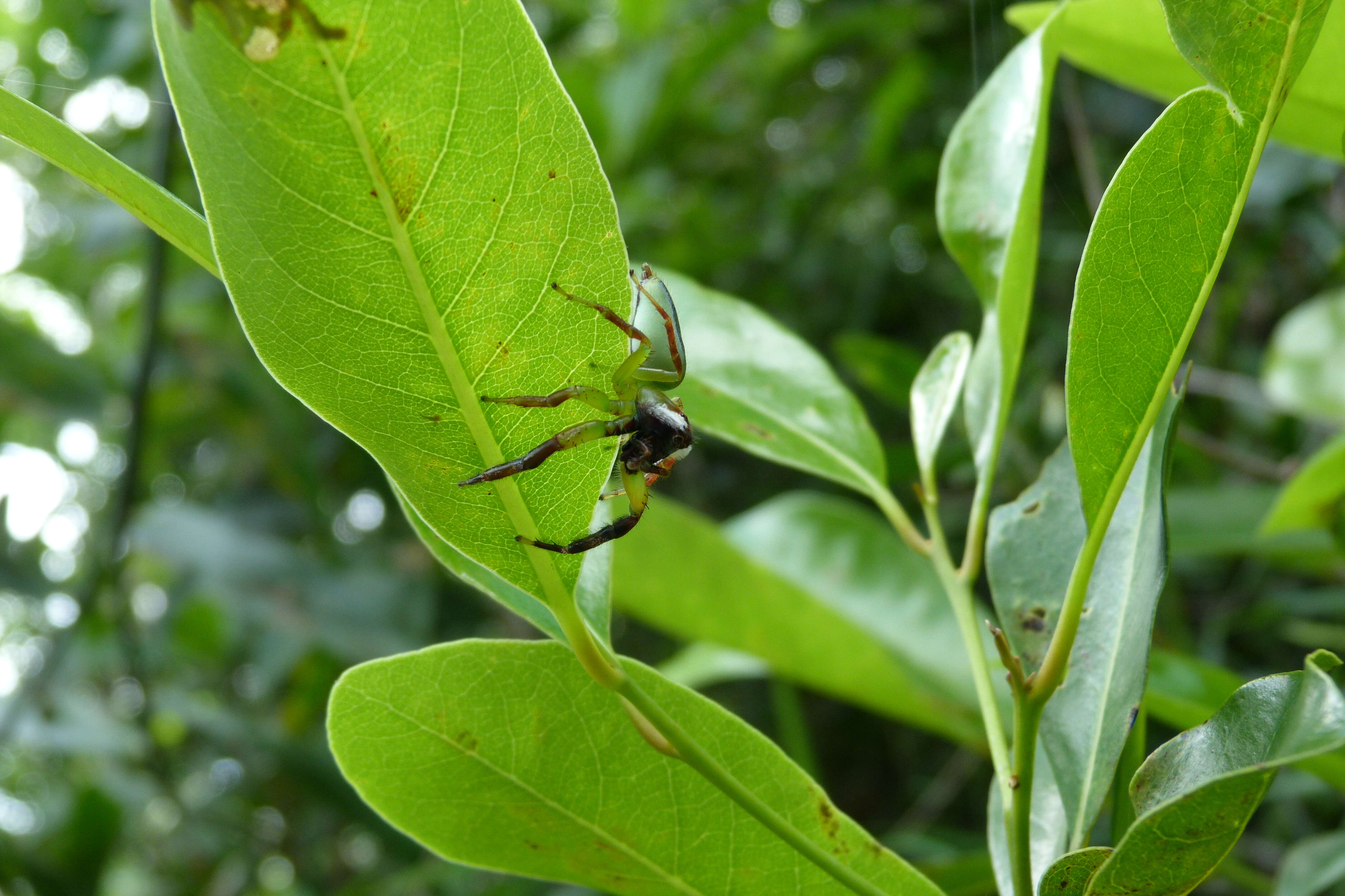 Image of Mopsus mormon Karsch 1878