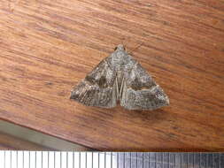 Image of Moth