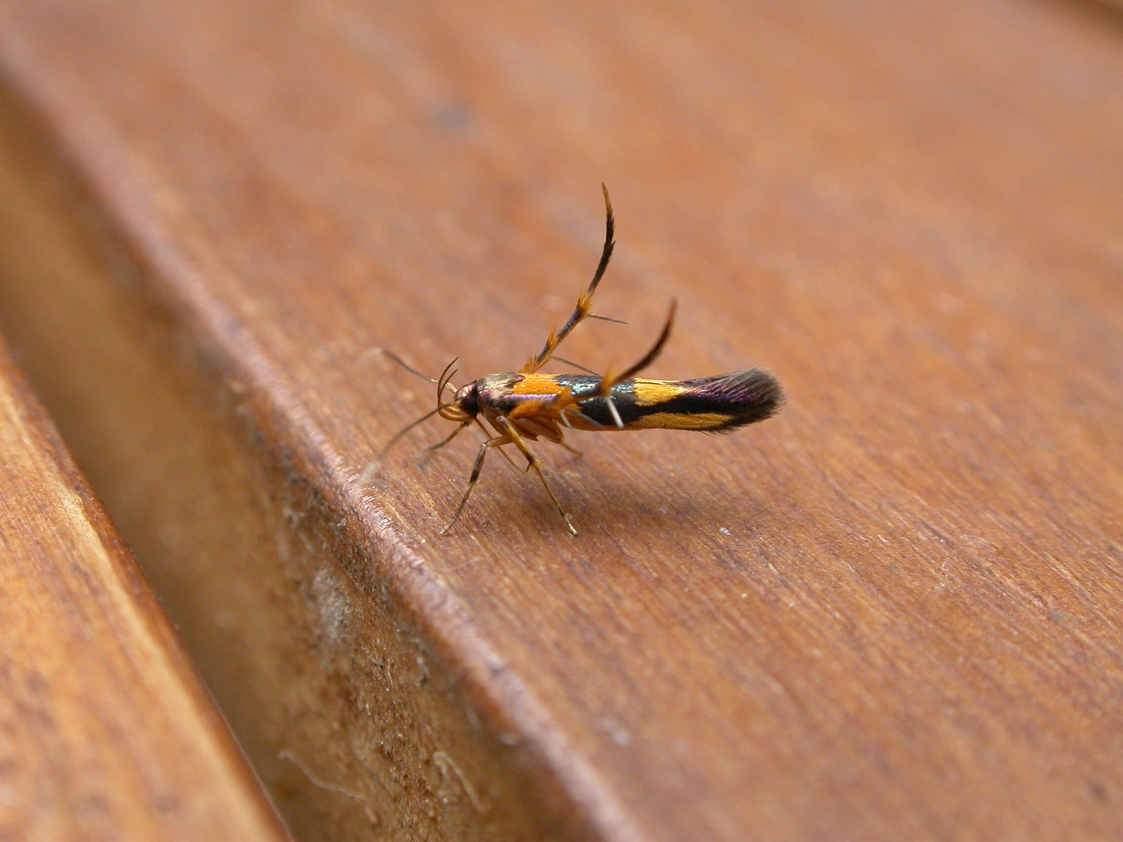 Image of Xestocasis balanochrysa