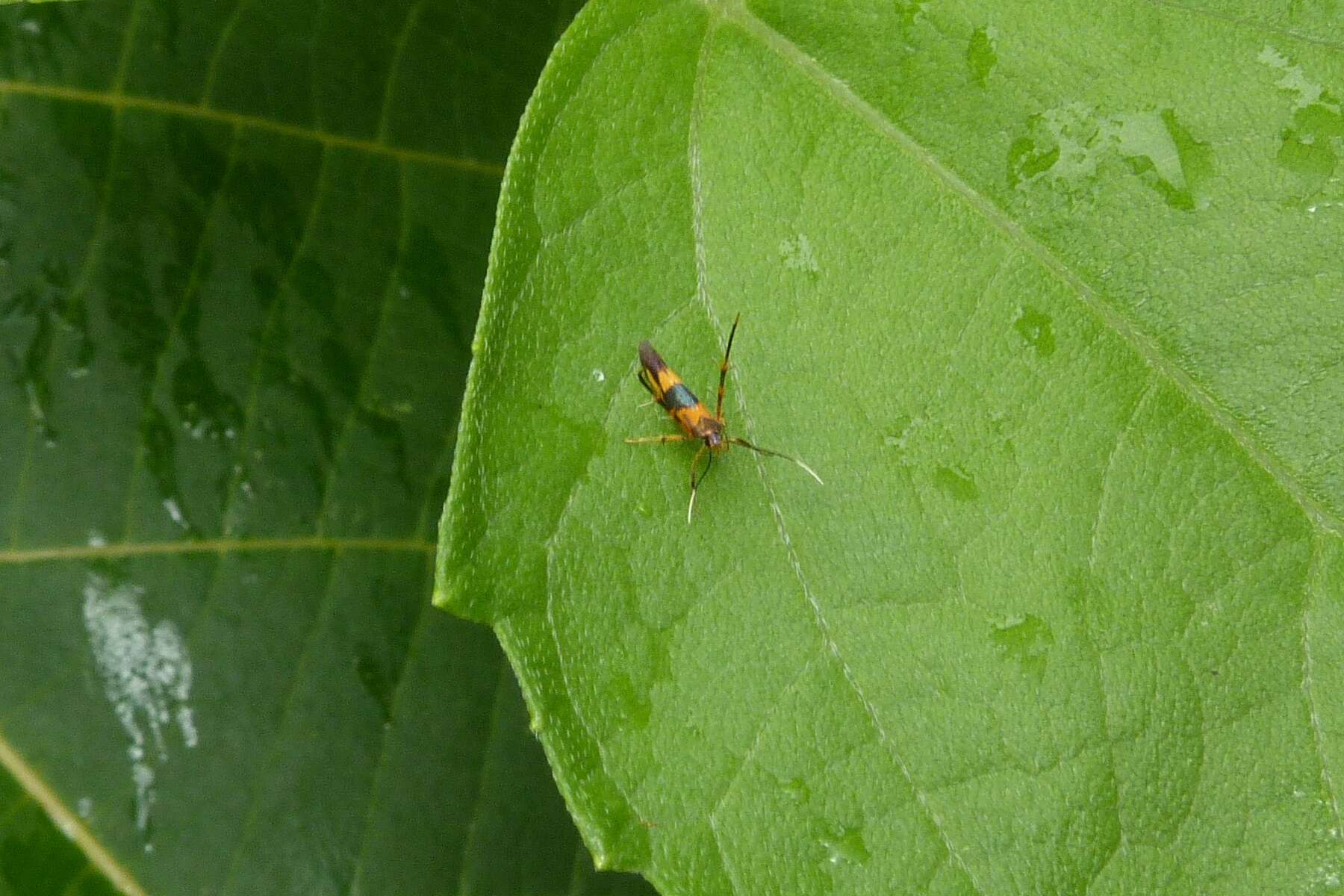 Image of Xestocasis balanochrysa