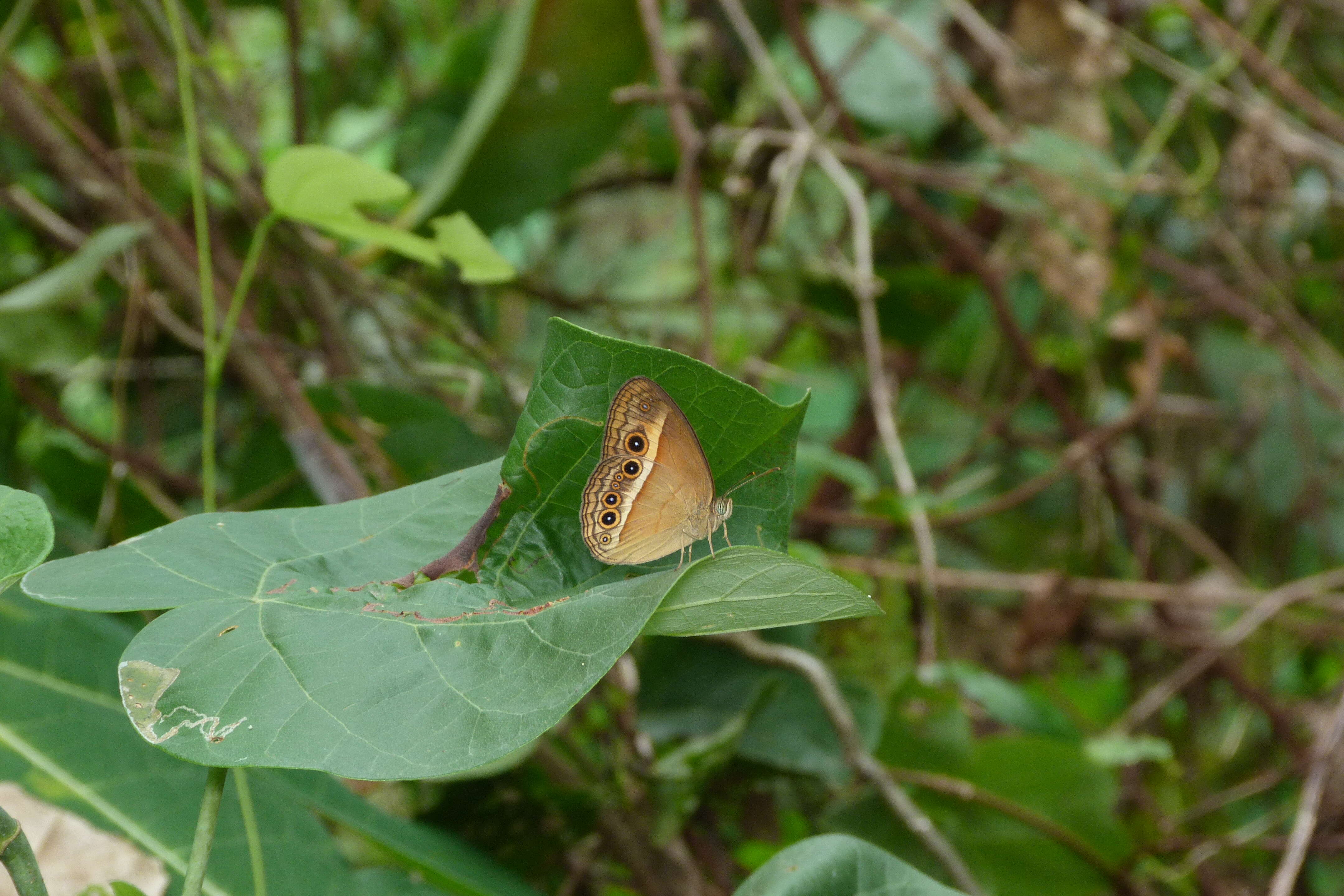 Image of Orange Bush-brown