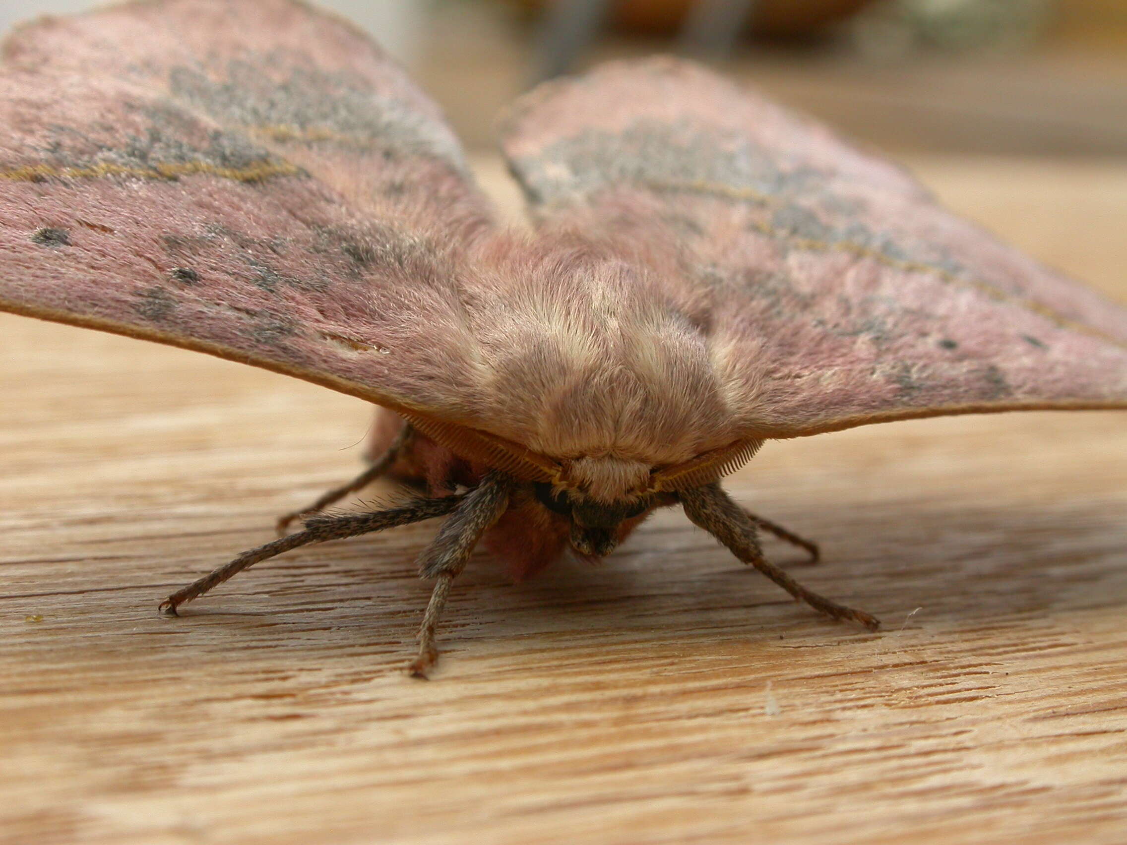 Image of Anthela varia (Walker 1855)