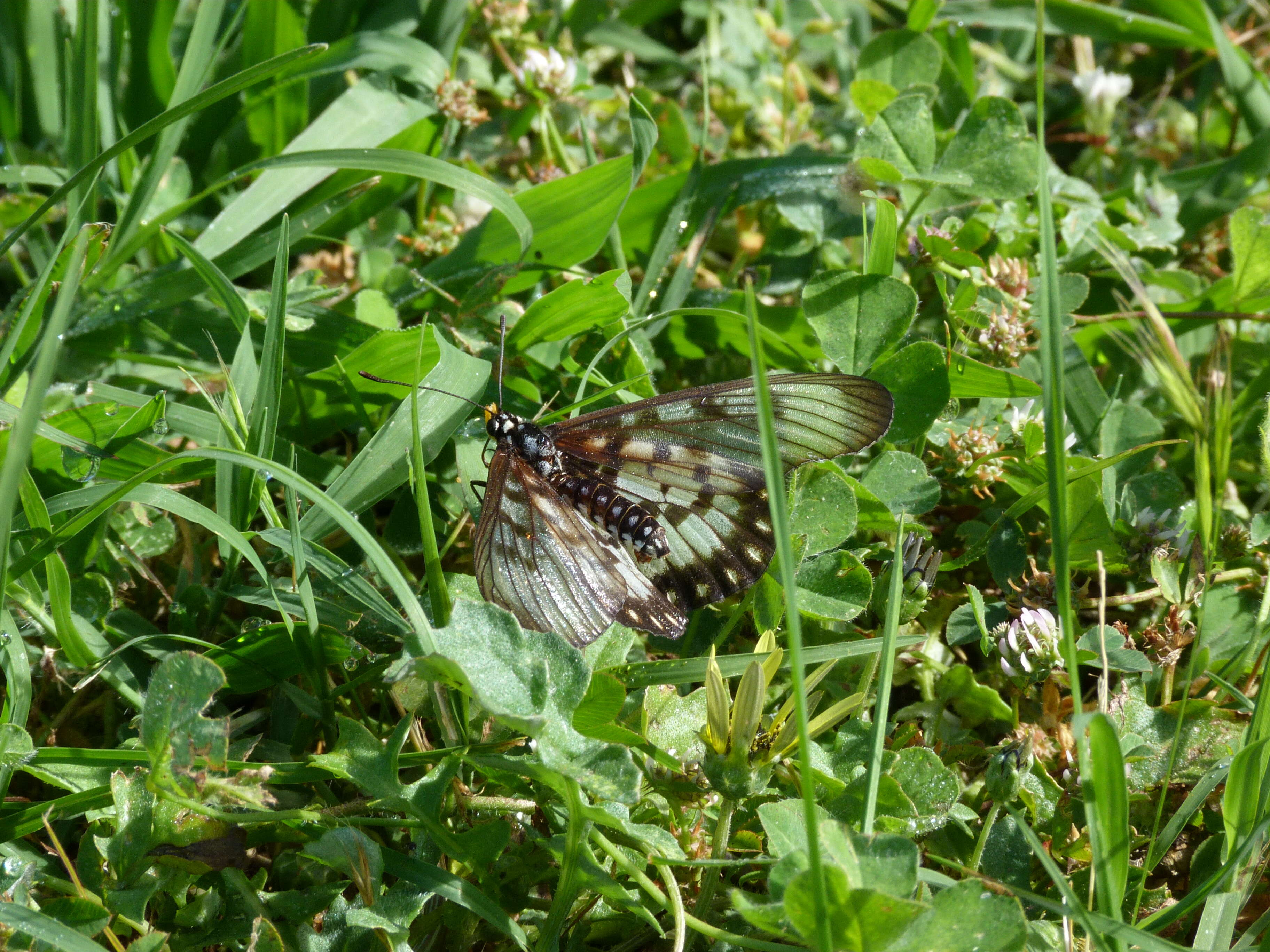 Image of Acraea andromacha Fabricius 1775