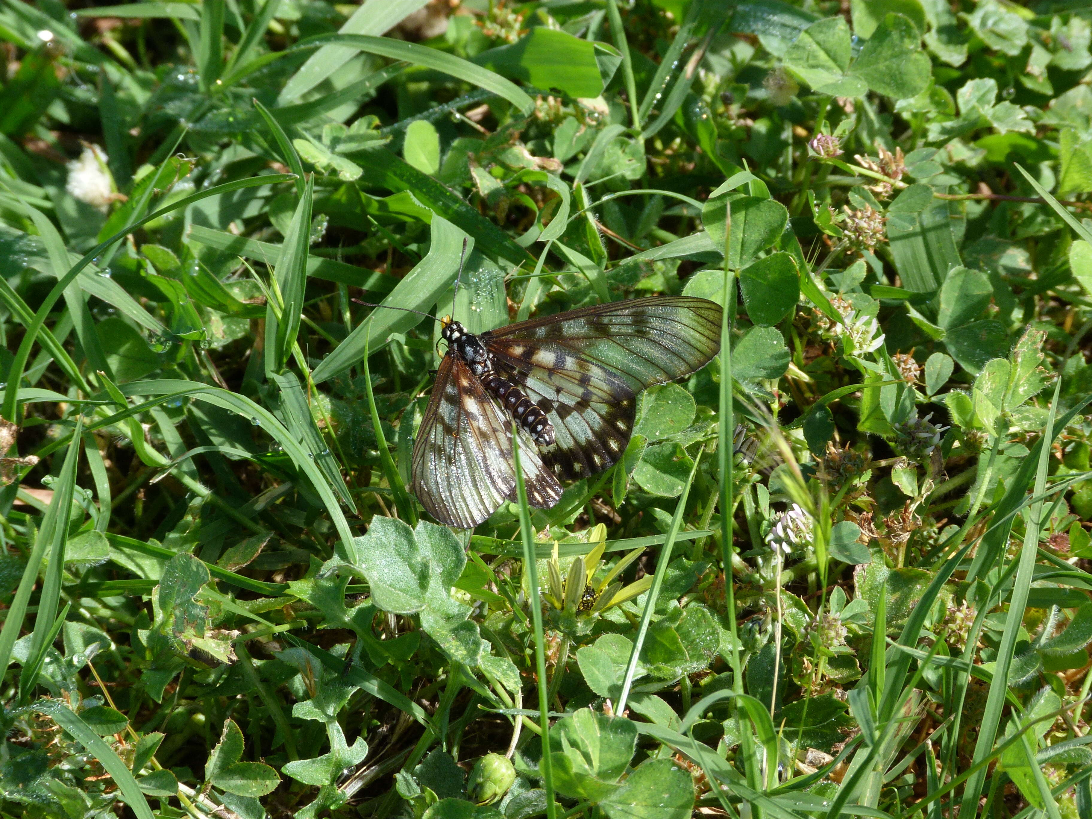 Image of Acraea andromacha Fabricius 1775