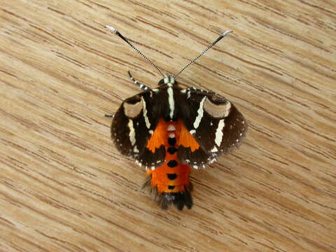 Image de Hecatesia fenestrata Boisduval 1829