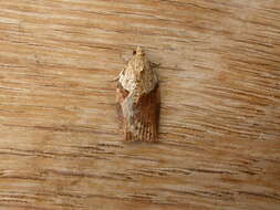 Image of Light brown apple moth