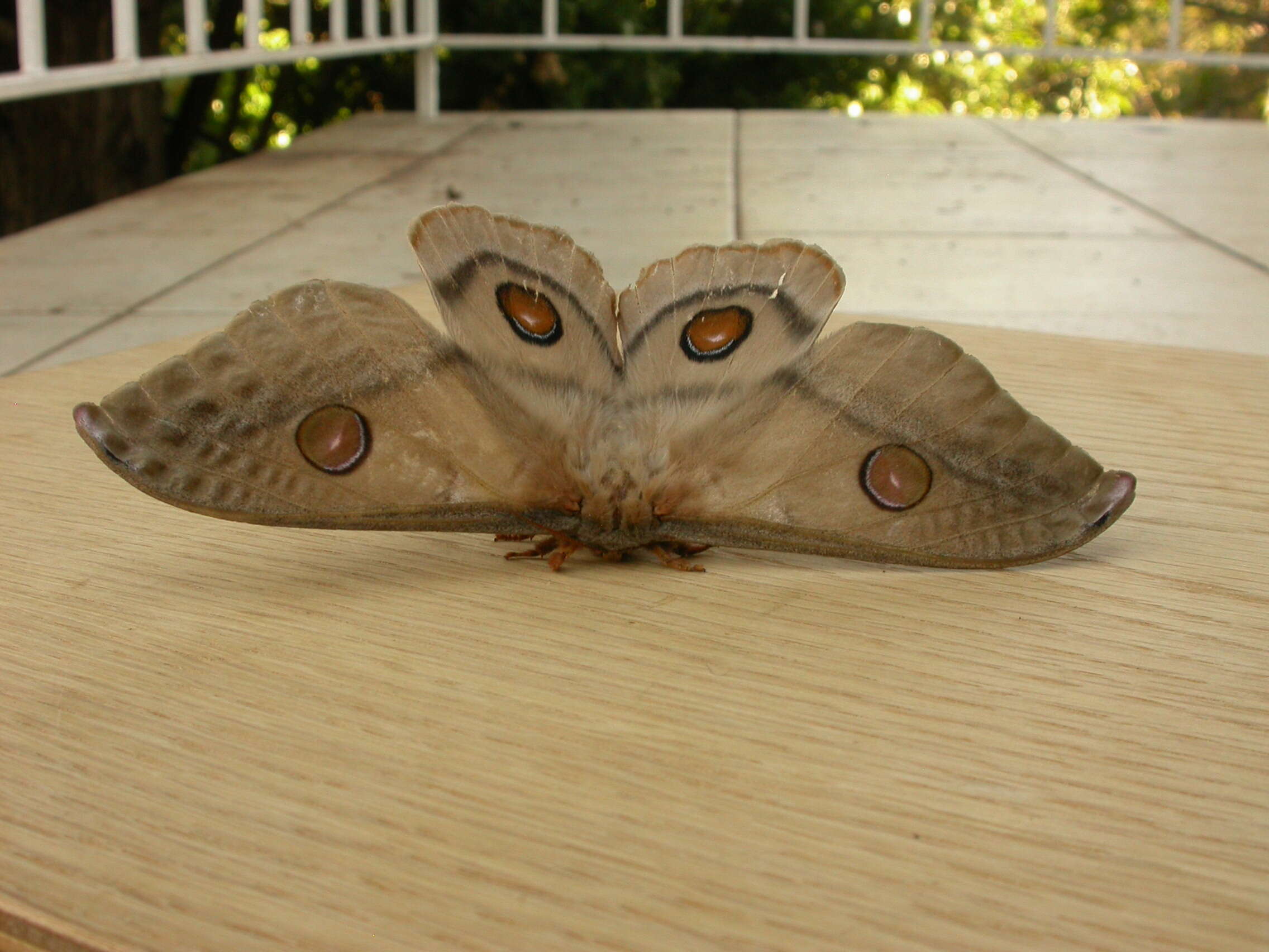 Image of Opodiphthera eucalypti