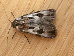 Image of Agrotis munda Walker 1856