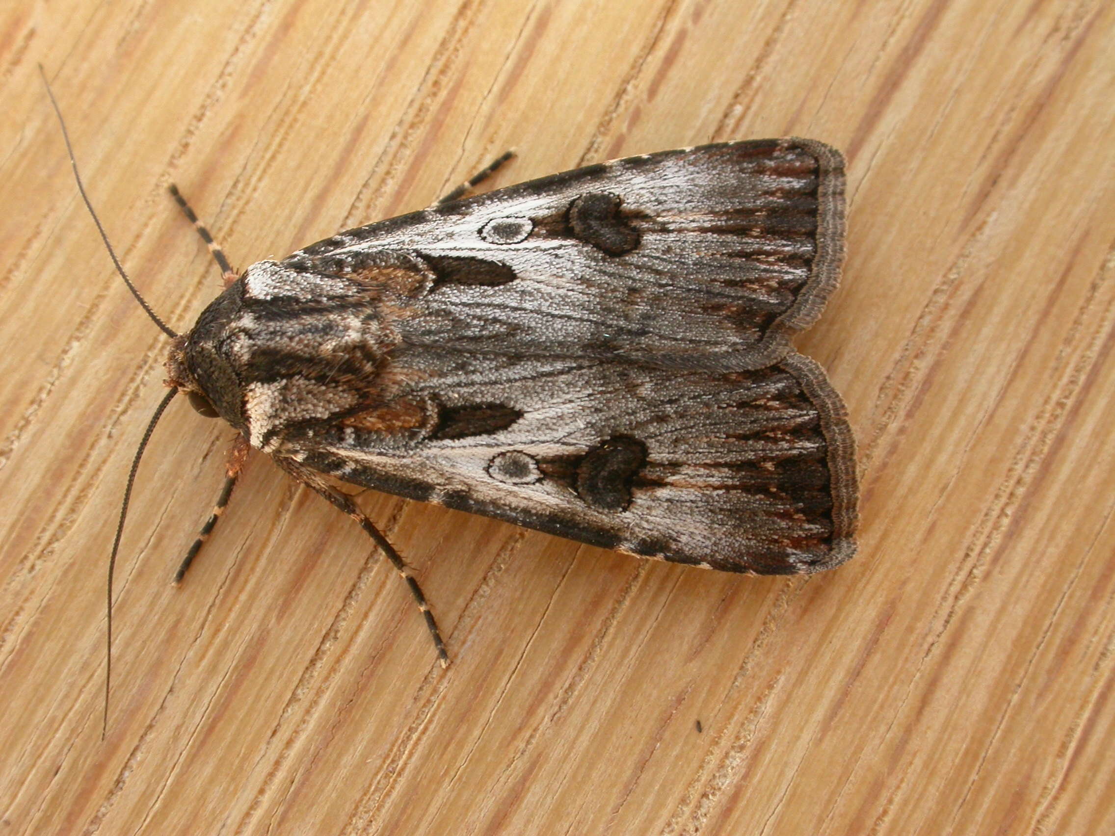 Image of Agrotis munda Walker 1856