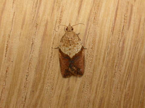 Image of Light brown apple moth