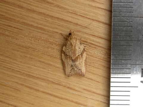 Image of Light brown apple moth