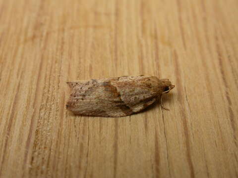 Image of Light brown apple moth